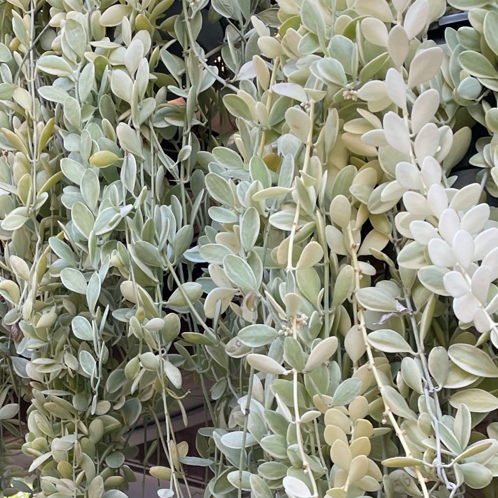 Meet your Posher, shoyulemonsugar